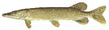 pike pike