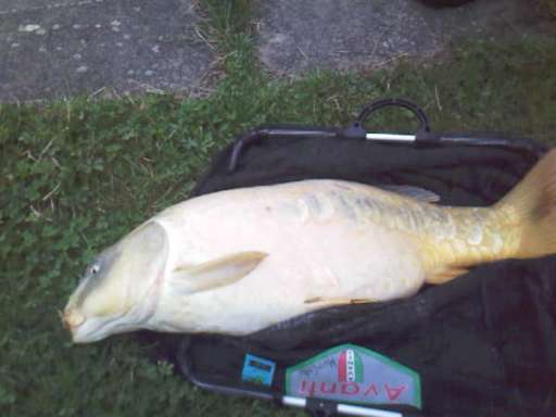 Alan Snow Carp Alan Snow Carp